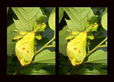 コノハムシ（立体写真館）