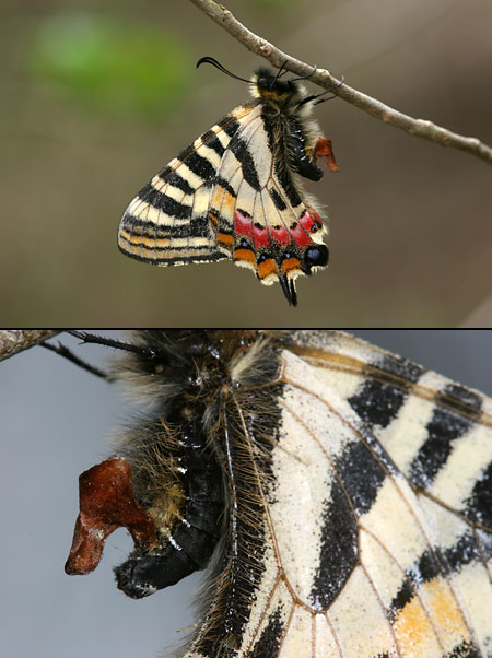 ヒメギフチョウのう交尾のう