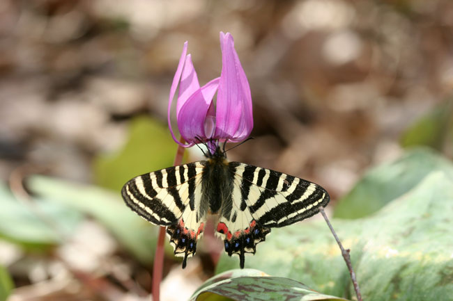 カタクリとヒメギフチョウ