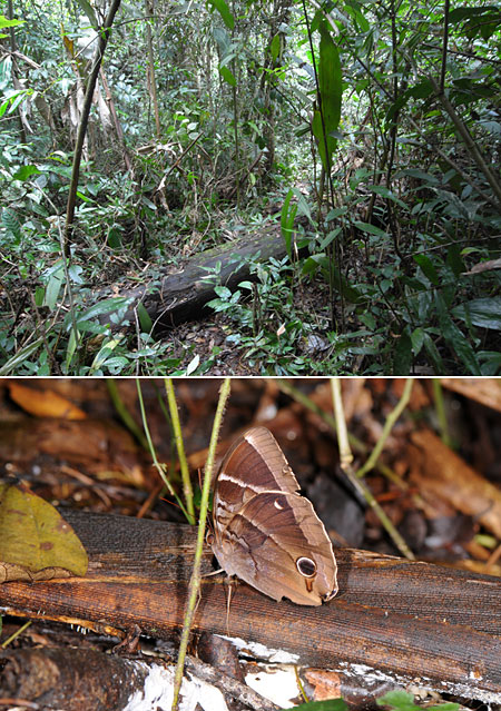 クワガタの住む林