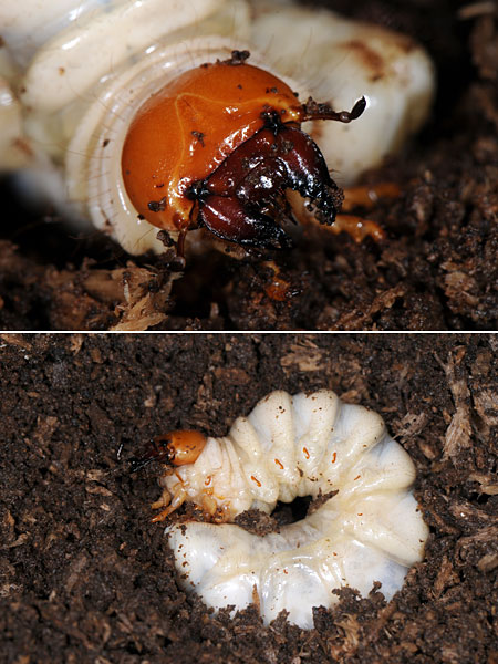 ベリコサツヤクワガタの幼虫