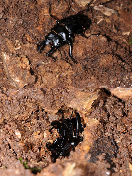 ベリコサツヤクワガタ