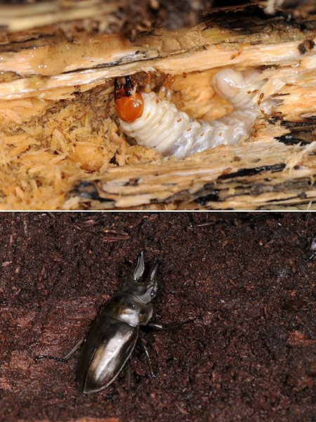 朽ち木の中のオウゴンオニクワガタ