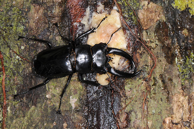 ブケットフタマタクワガタ