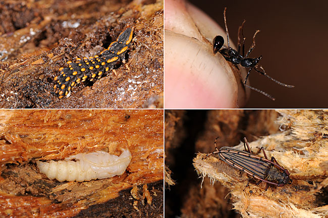 朽ち木の中の虫