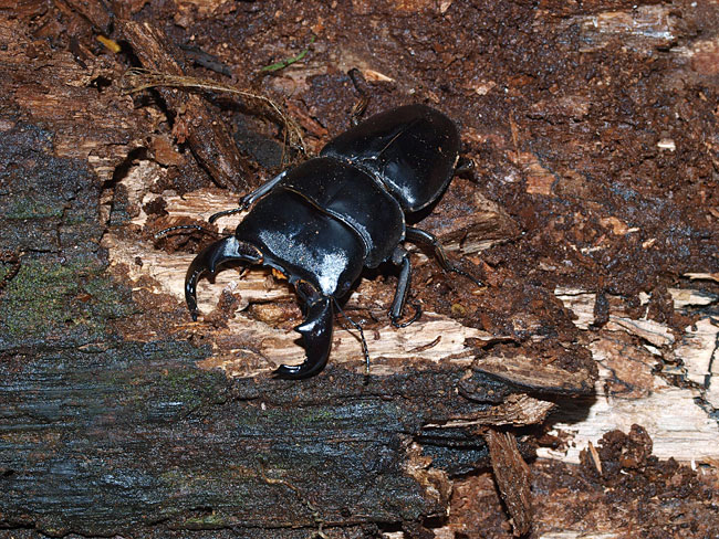 ダイオウヒラタクワガタ