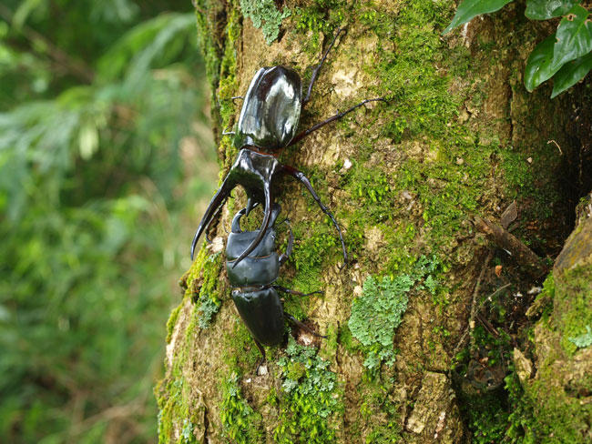ダイオウヒラタクワガタvsコーカサスオオカブト