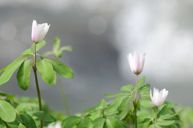 久しぶりの小諸