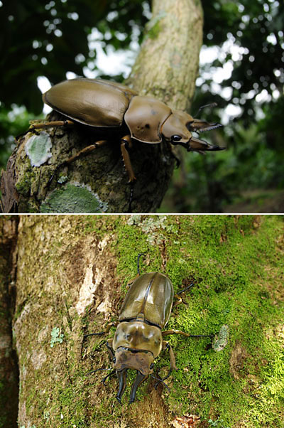 オウゴンオニクワガタ２種