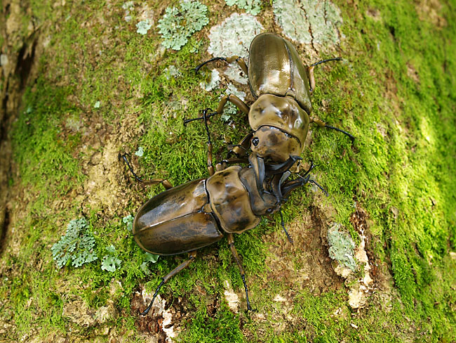 オウゴンオニクワガタの喧嘩