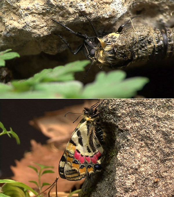 ヒメギフチョウの羽化