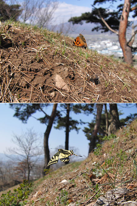 丘の上のテリトリー