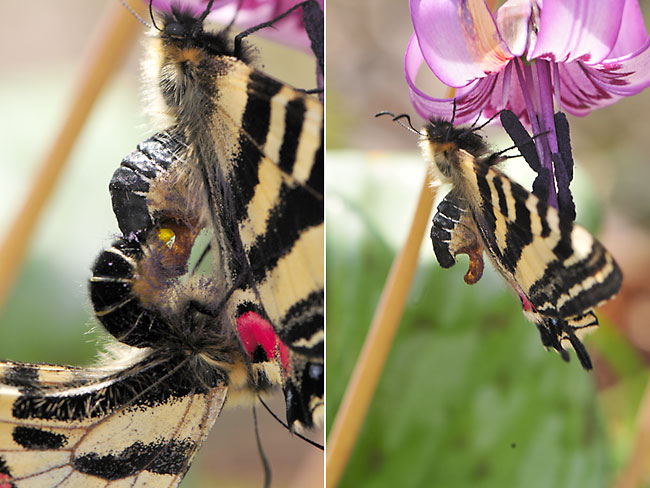 ヒメギフチョウの交尾嚢