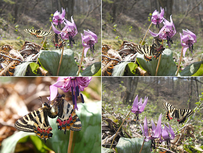 ヒメギフチョウの交尾