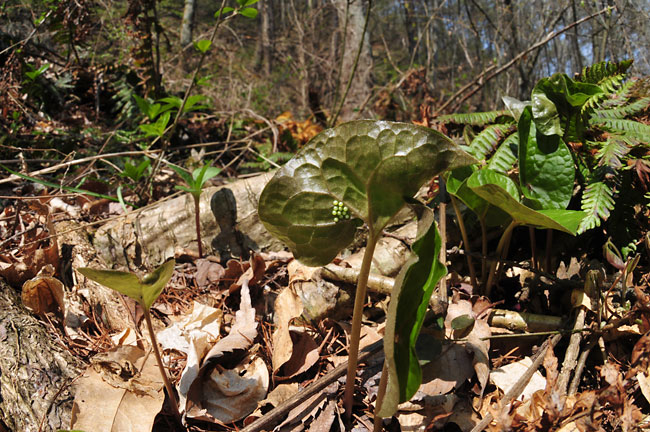 ヒメギフチョウの卵