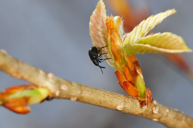 活動をはじめたチョッキリ