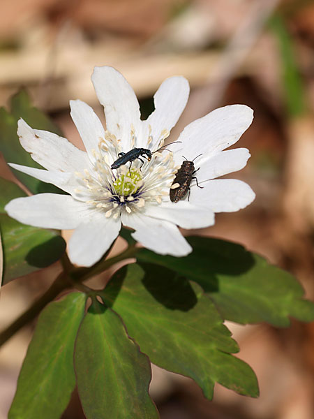 アズマイチゲに来た虫