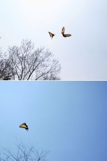 キアゲハのテリトリー