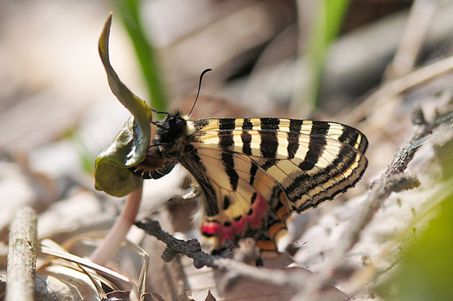 ヒメギフチョウの産卵