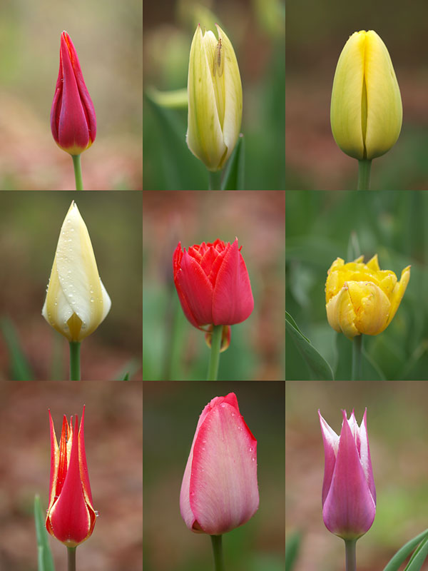 咲きはじめた庭のチューリップ