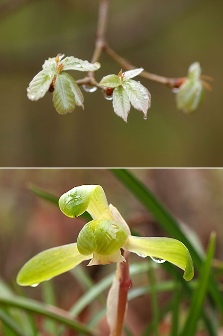 コナラの新芽とシュンラン