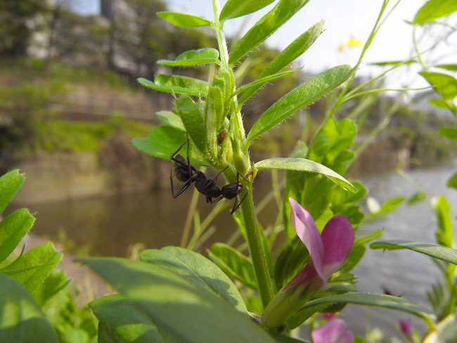 カラスノエンドウの蜜腺から蜜をなめるクロオオアリ