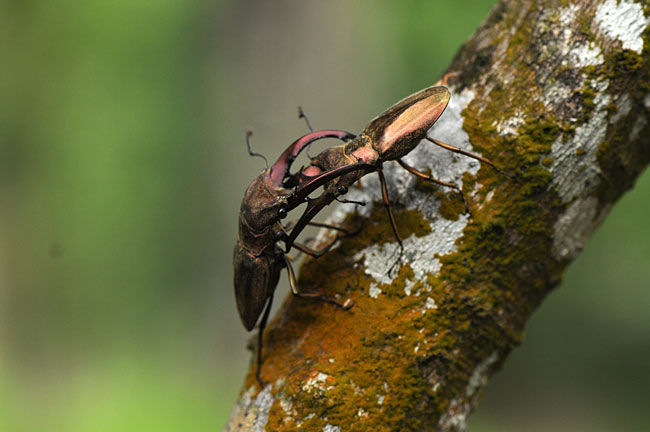 クプレオニテンスオオキバクワガタ