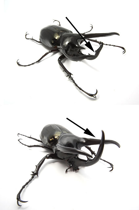 スマトラとジャワのコーカサスオオカブト