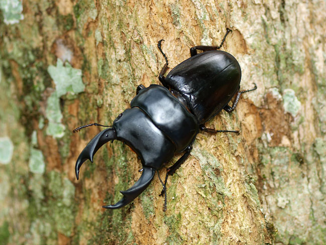 パリーオオクワガタ