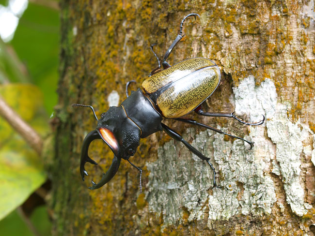 スペクタビリスツヤクワガタ