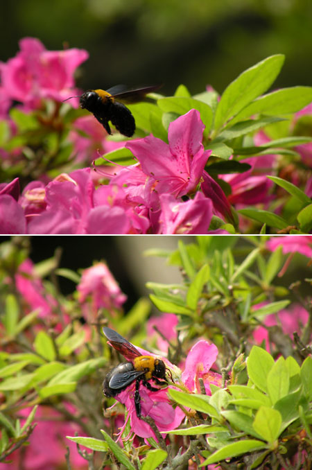 クマバチ（COOLPIX　P80）