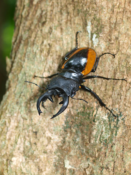 ワラストンツヤクワガタ