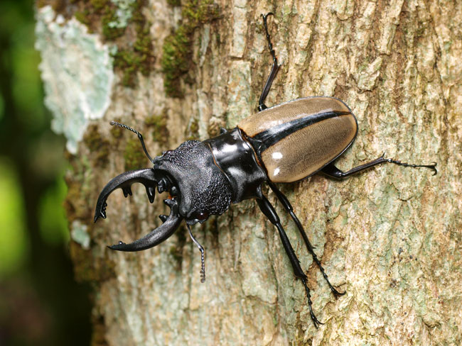 ルデキンツヤクワガタ