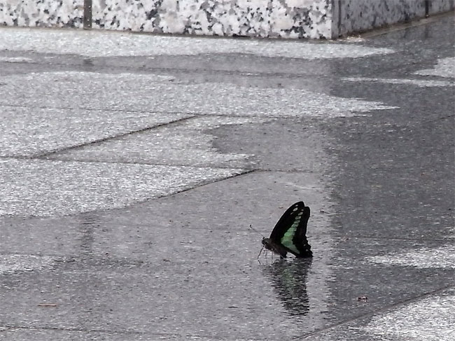 大阪のアオスジアゲハ