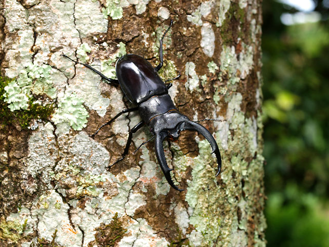 リノケロスフタマタクワガタ
