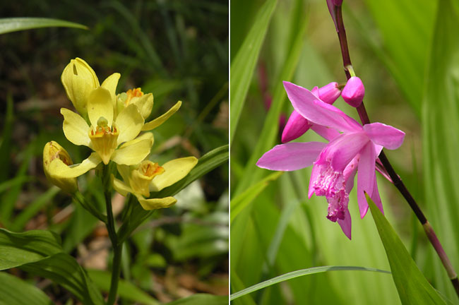 キンラン（Coolpix　P80）