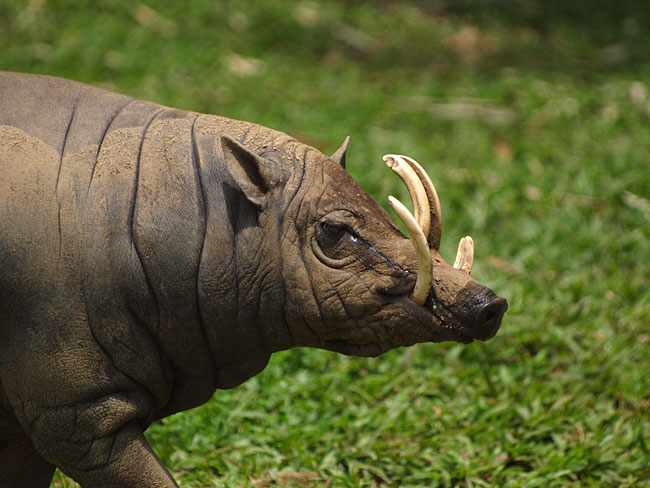 バビルーサ（E-3　７０−３００）