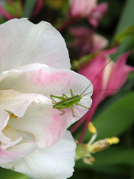 ヤブキリの子供（Coolpix　P80）