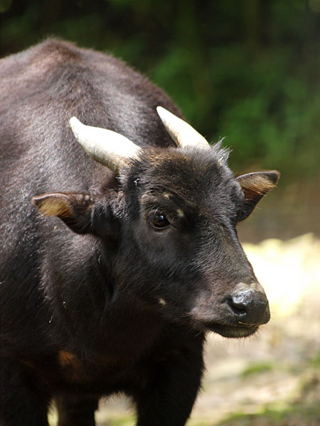 アノア（E-3　７０−３００）