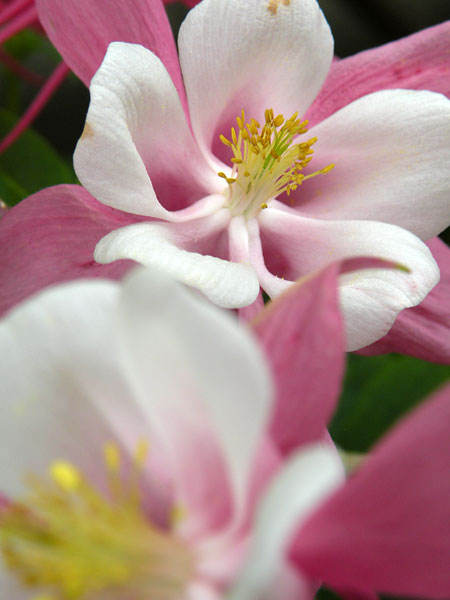 セイヨウオダマキ