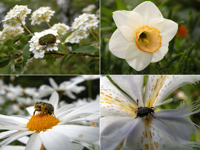 コアオハナムグリ（Coolpix　P80）