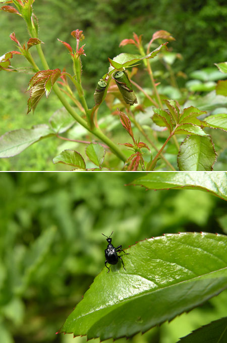 ヒメクロオトシブミ（Coolpix　P80）