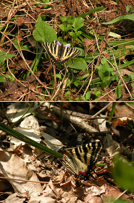 ギフチョウ（Coolpix　P80）