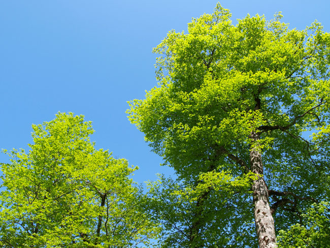 ブナの新緑(E-420　14~35　F2.0）