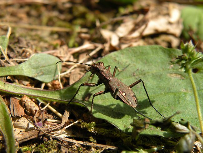 マガタマハンミョウ