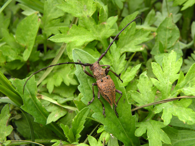 コブヤハズカミキリ