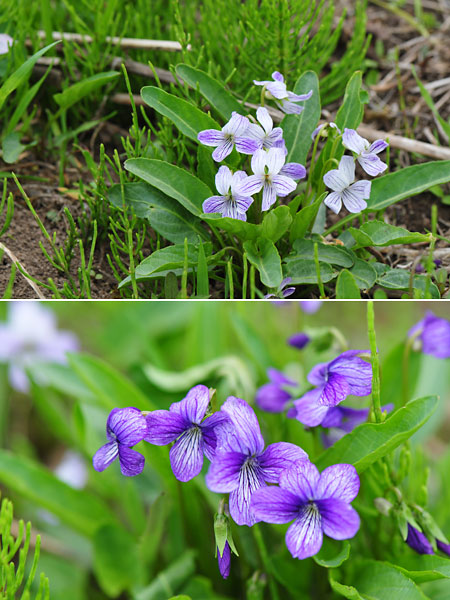 アリアケスミレ