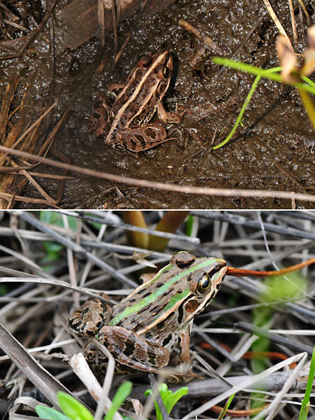 トノサマガエル