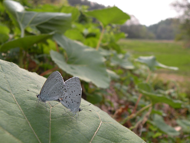 ルリシジミの交尾