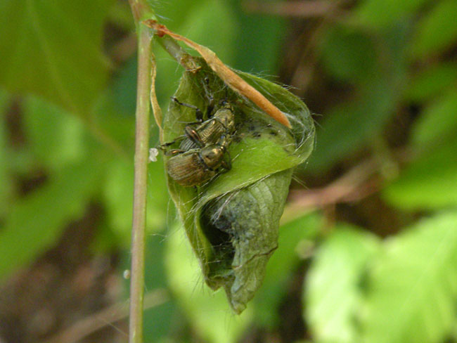 ビロードアシナガオトシブミ